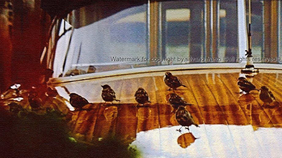 Little Sparrows have taken the taxi in Venice . Passerotti in taxi a Venezia
