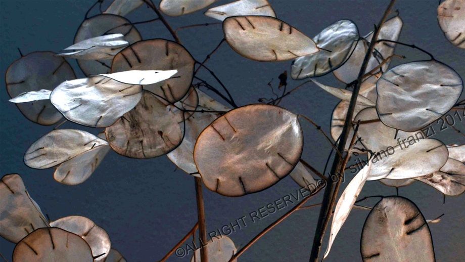 Lunaria