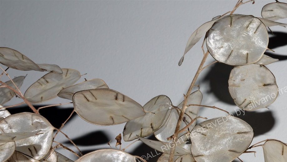 Lunaria