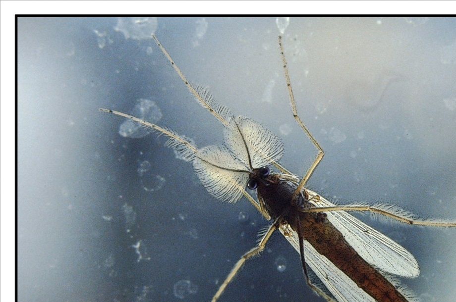 Macro