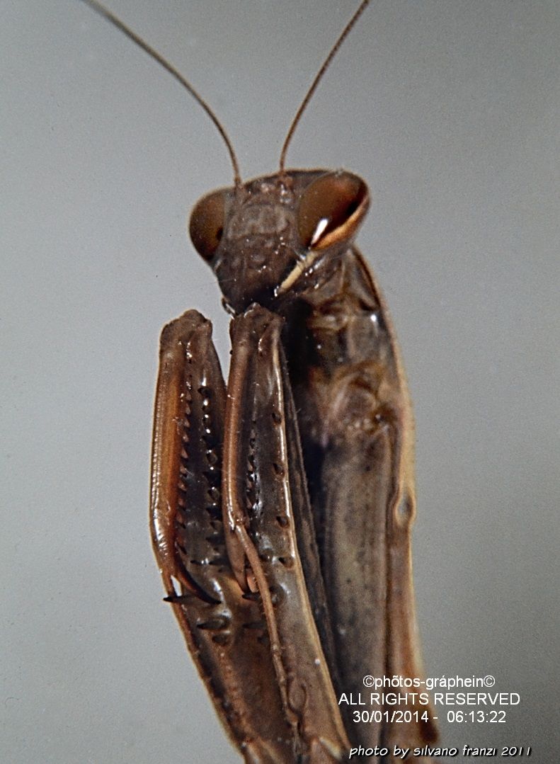 Mantis
