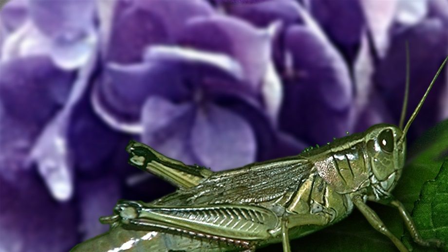 Macro