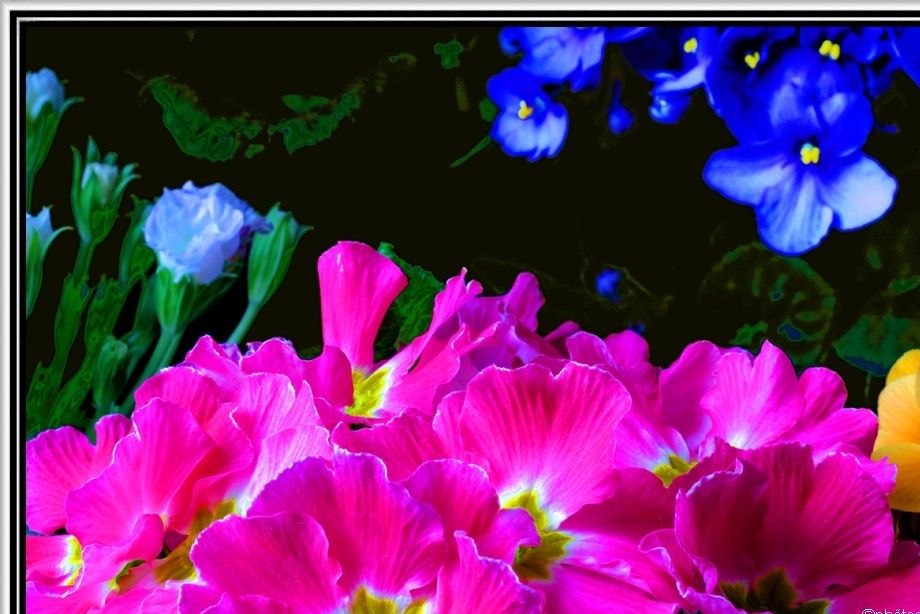 Primroses