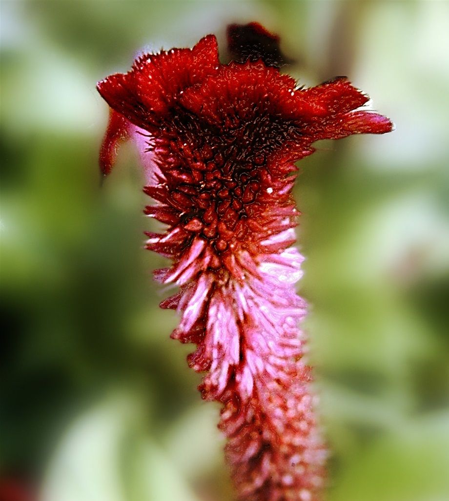 MACRO